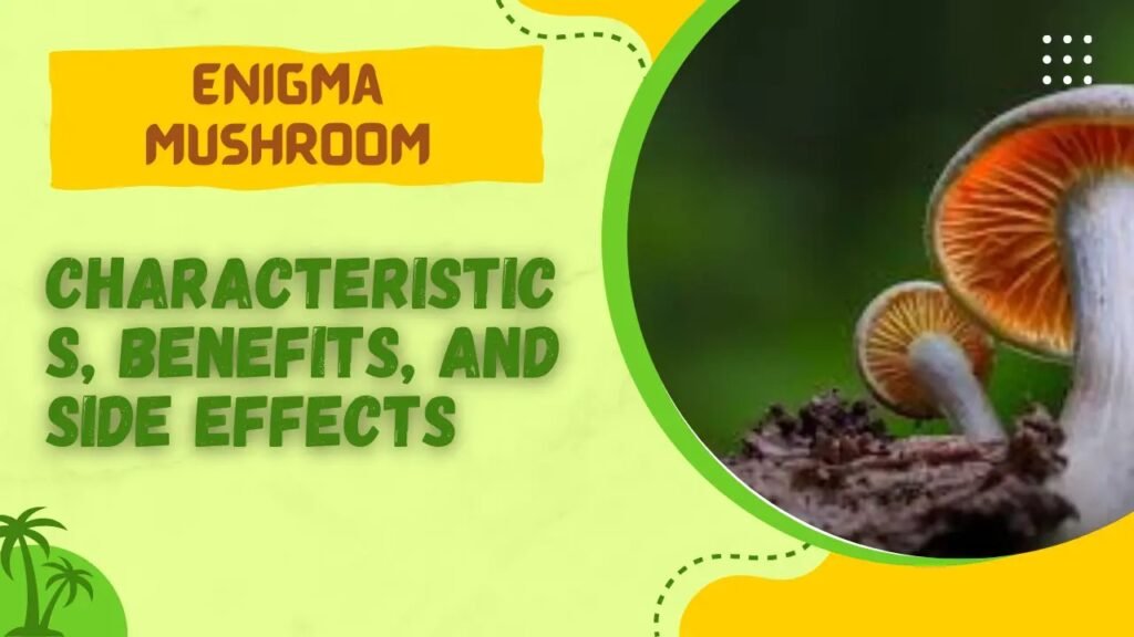 Enigma Mushroom Characteristics, Benefits, and Side Effects