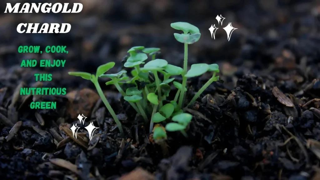 Mangold Chard Grow